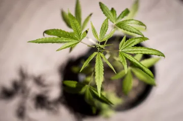 VZP obrací. Pacientce s roztroušenou sklerózou uhradí léčbu konopím