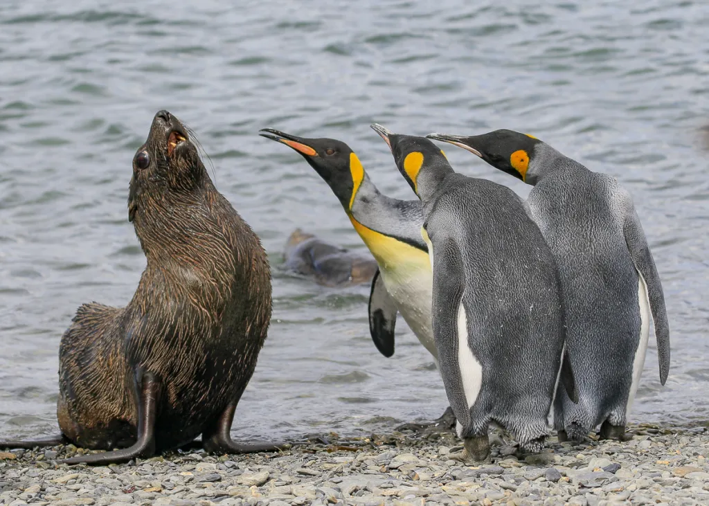 Rváči. Královští tučňáci útočí na lachtana arktického na pobřeží Jižní Georgie