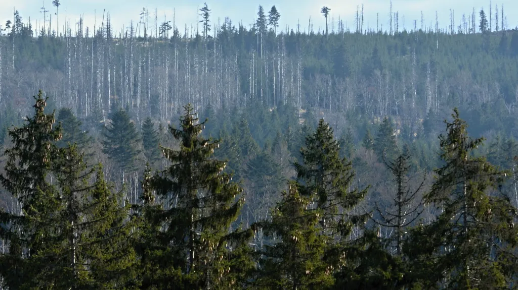 Národní park Šumava