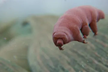 Želvušky jsou ještě nesmrtelnější, než se zdálo. Zranění od radiace regenerují jako nic
