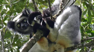 Lemur indri