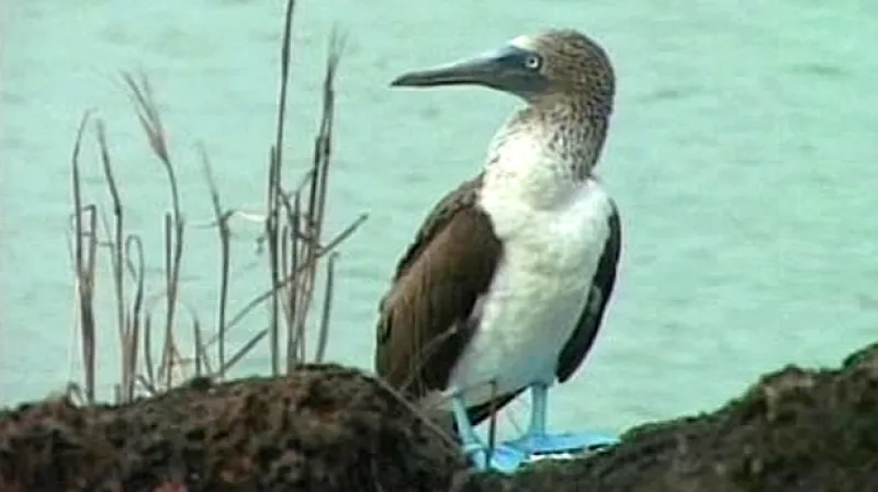 Zástupce četné galapágské fauny