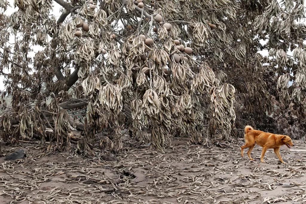 Ztracený pes v popelem obsypané krajině postižené erupcemi vulkánu Fuego v Guatemale