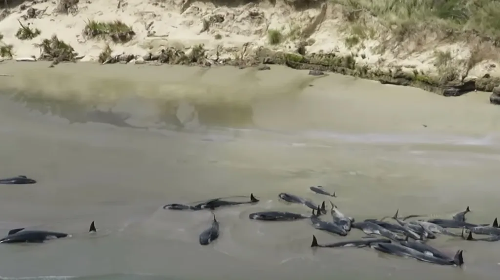 Mrtví kulohlavci na novozélandské pláži