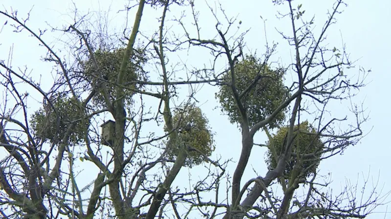 Trsy jmelí na zahradě pana Boznera