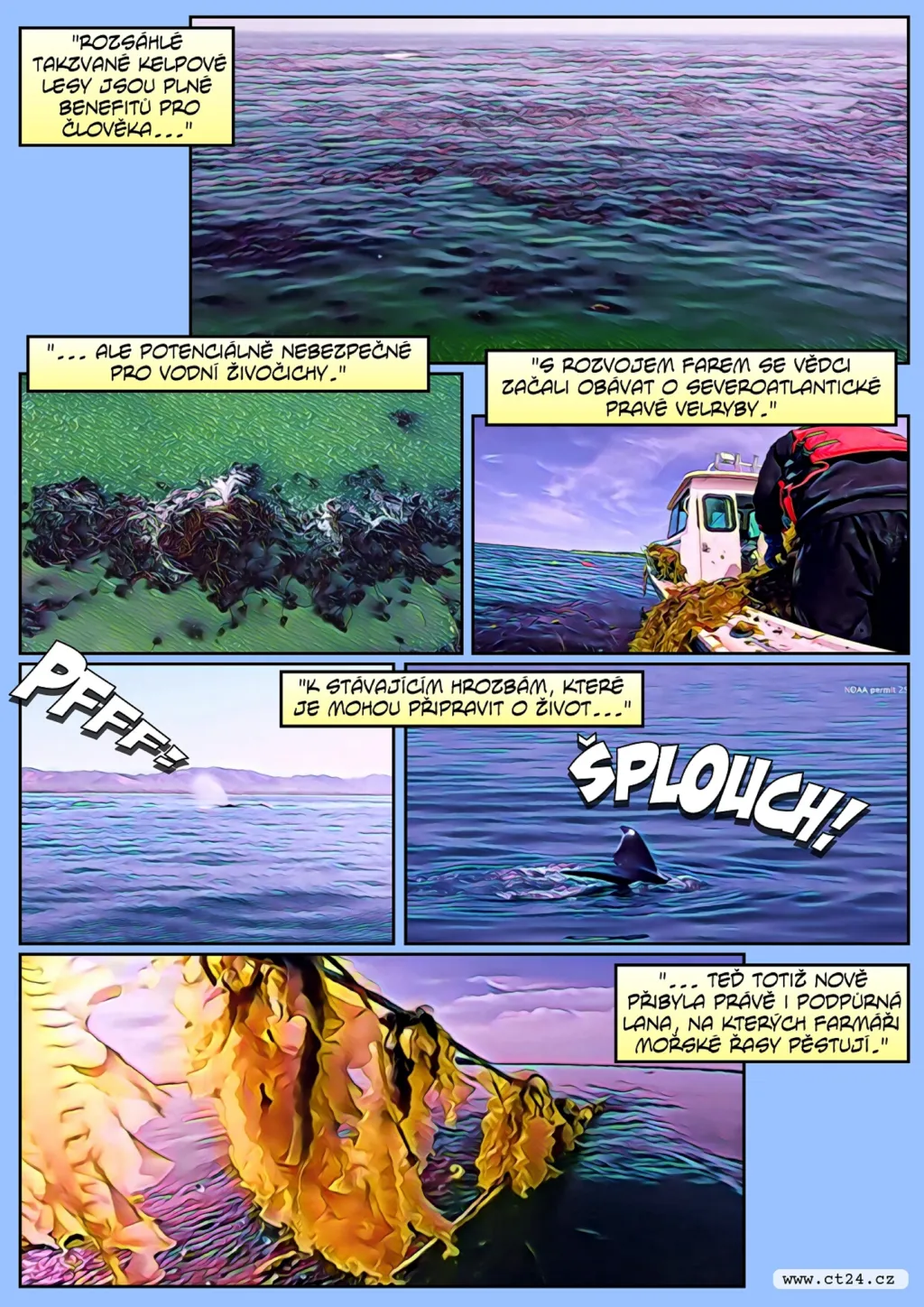 Velryby jsou ohrožené farmami na řasy