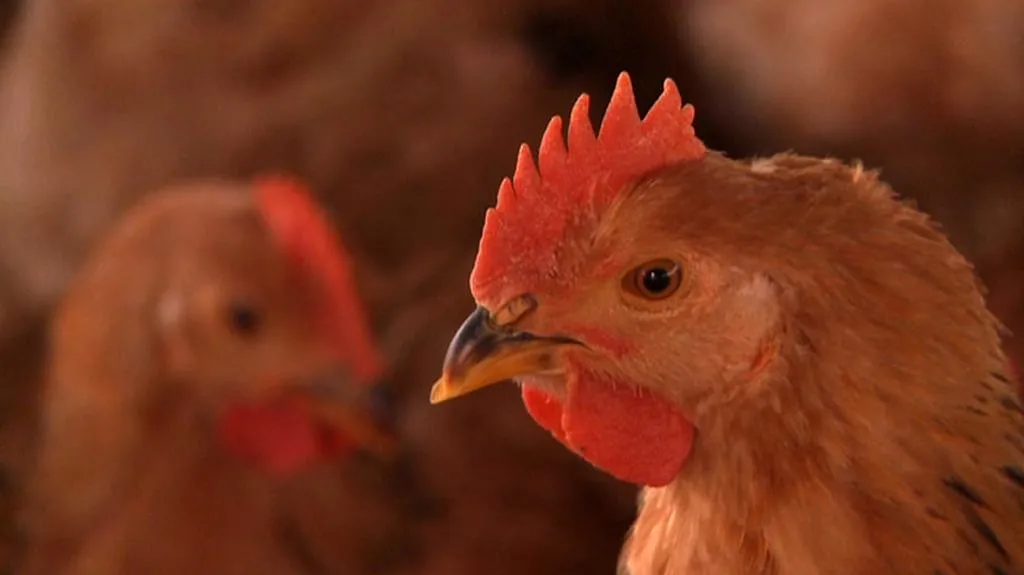 Čína se bojí ptačí chřipky