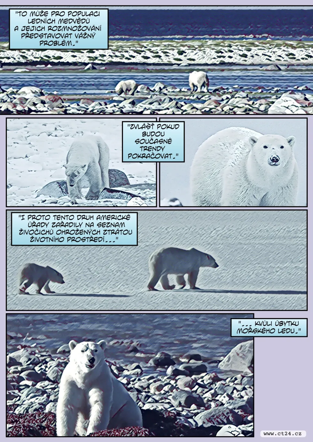 Lední medvědi kvůli klimatické změně ztrácejí na váze