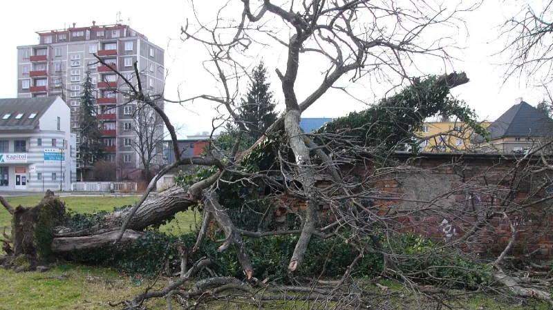 Vyvrácený strom