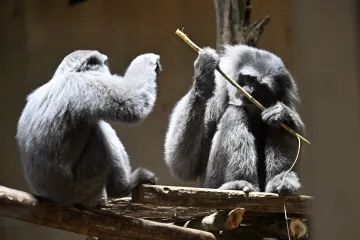 Zlínská zoo otevřela nový vnitřní pavilon gibonů stříbrných
