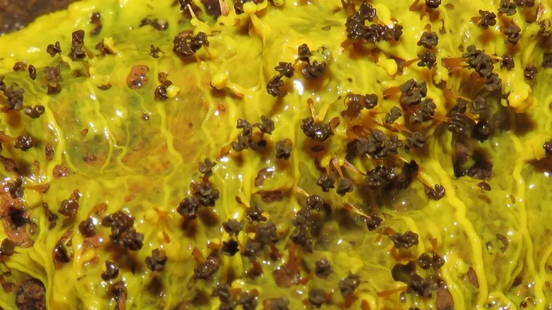 Vápenatka mnohohlavá