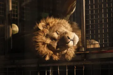 Ze zooparku ve Zvoli, odkud utekl lev, mají být odebrána zvířata