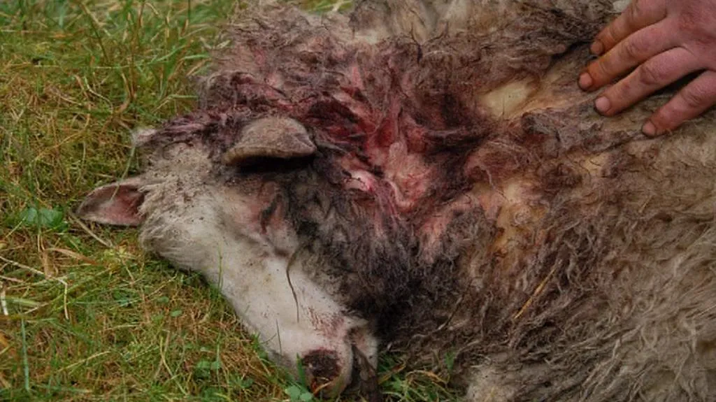 Postřelená ovce