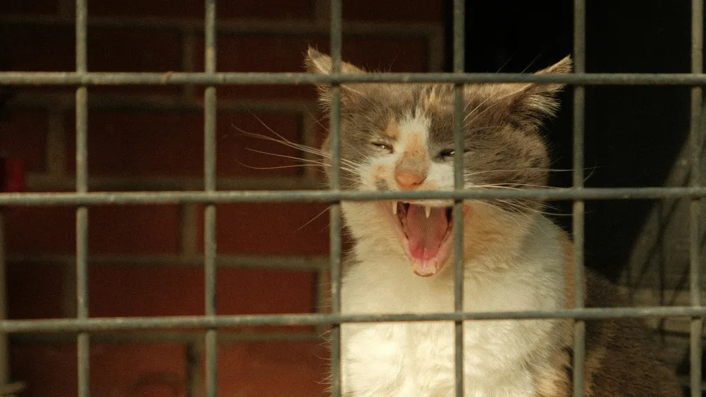 Ilustrační snímek