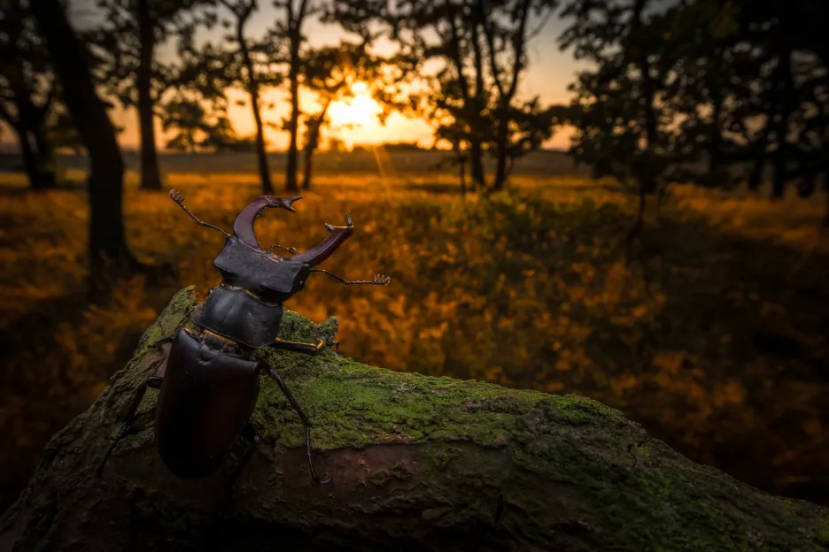 Třetí místo v kategorii Bezobratlí (hmyz, korýši, měkkýši a další volně žijící): Vít Lukáš s fotografií Ohrožený král dubového lesa