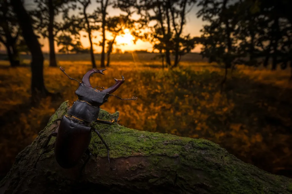 Třetí místo v kategorii Bezobratlí (hmyz, korýši, měkkýši a další volně žijící): Vít Lukáš s fotografií Ohrožený král dubového lesa