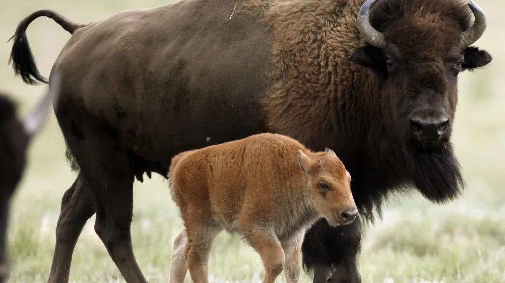 Ilustrační foto – bizon s mládětem
