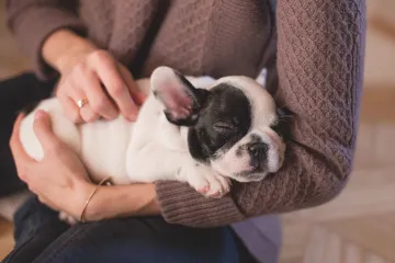Psi budou v centrální evidenci. Veterináři prosí majitele, aby chodili postupně