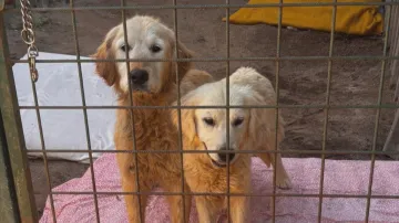 Dva psi z množírny