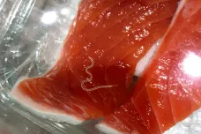 Parazitického červa z rybího masa přibylo za 40 let dvěstěkrát. Může napadat i člověka