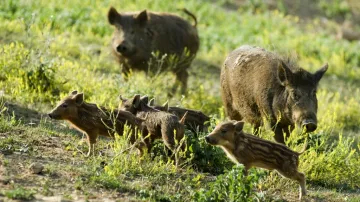 Bezpečnostní kamera natočila divoká prasata ve Zlíně