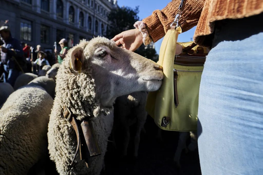 Centrem hlavního města Španělska prošlo více než tisíc ovcí a stovka koz. Šlo o každoroční přesun hospodářských zvířat mezi letním a zimním stanovištěm