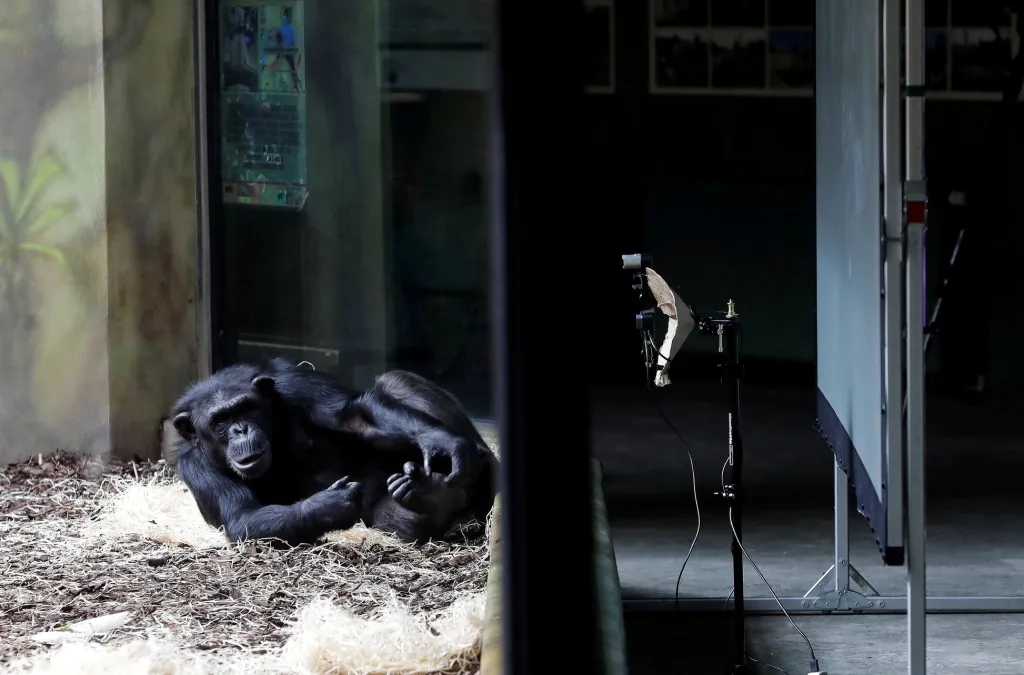S řešením, jak zahnat nudu, kterou zažívají šimpanzi v prázdných zoologických zahradách, přišla brněnská zoo a Safari Park ve Dvoře Králové. Šimpanzi jsou nyní v on-line spojení se svými protějšky