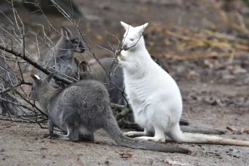 Mláďata klokanů ve zlínské zoo už vyskakují z vaků. Zatím je devět hnědých a jedno bílé