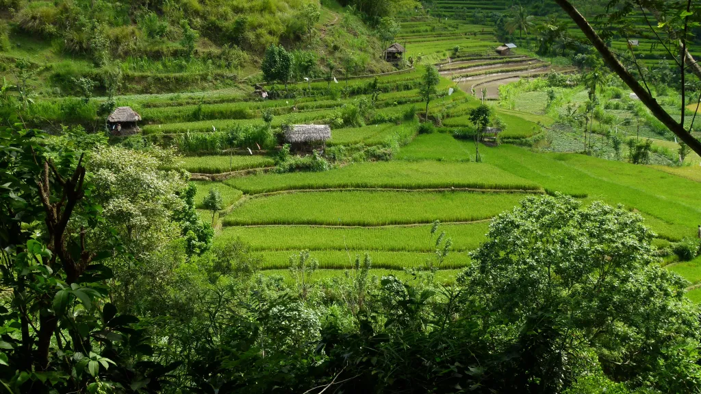 Rýžové terasy na Bali
