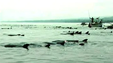 Zmatení delfíni
