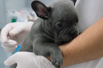 Veterináři centrální evidenci vítají, čekají ale nápor v ordinacích