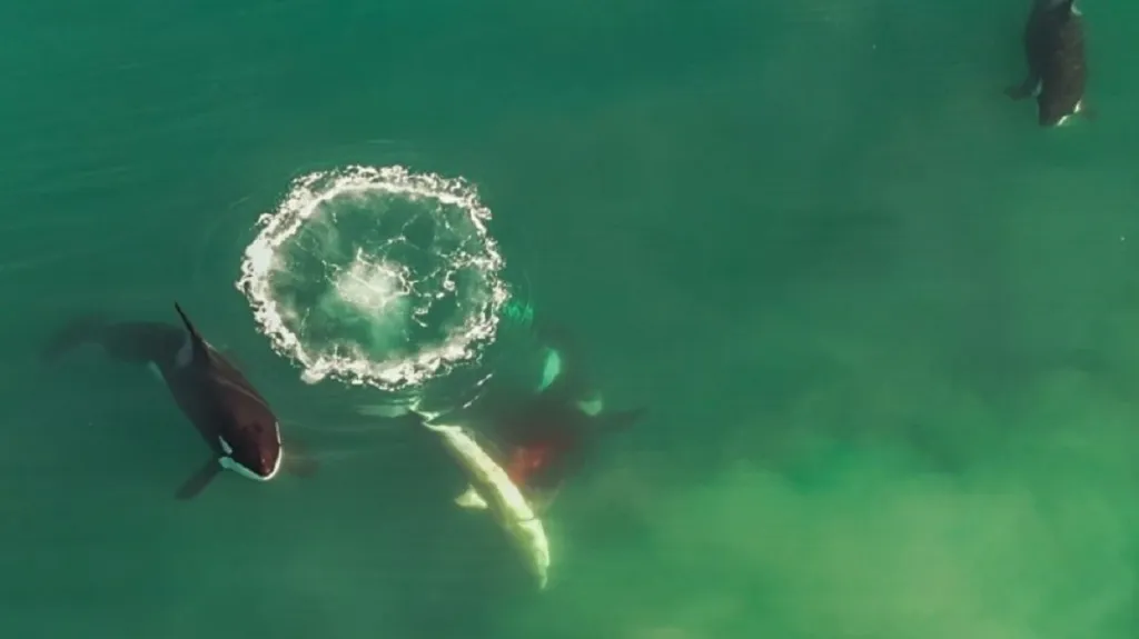 Kosatky loví žraloky