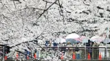 V Japonsku vykvetly letos sakury nejdřív v dějinách