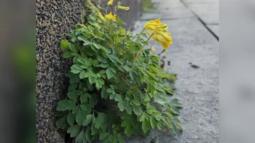 Dymnivka žlutá (Pseudofumaria lutea)