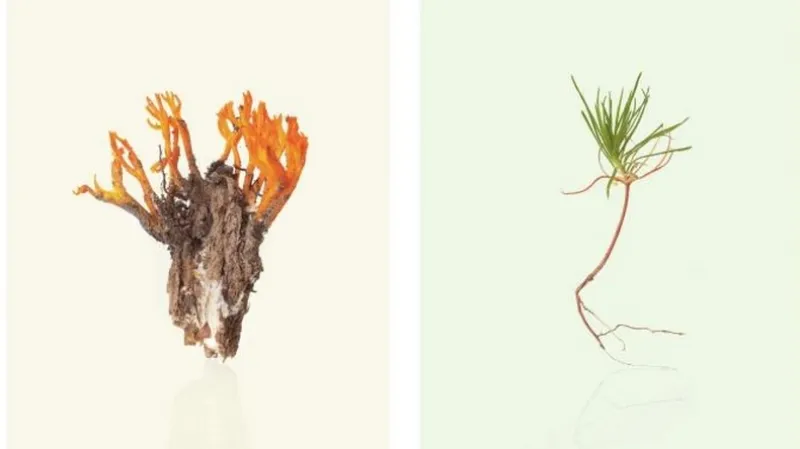 Fotograf roku: Kristina Hrabětová