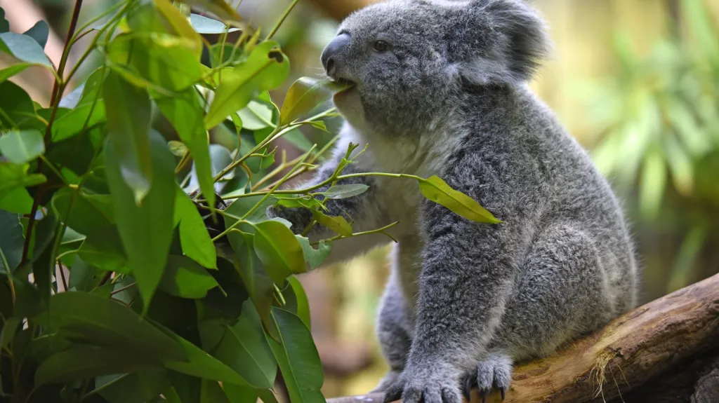 Koala