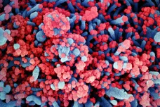 Mutace umožnila koronaviru najít alternativní cestu do lidských buněk