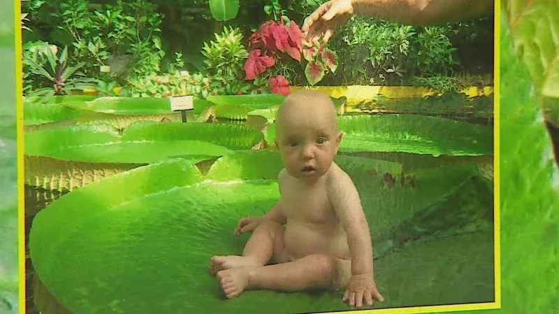 Viktorie královská má ohromné listy