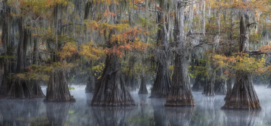 3. místo v kategorii Příroda. Swamps Southern, USA