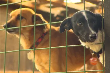 Policie našla v domě téměř 80 zanedbaných psů. Majitelům hrozí dva roky vězení