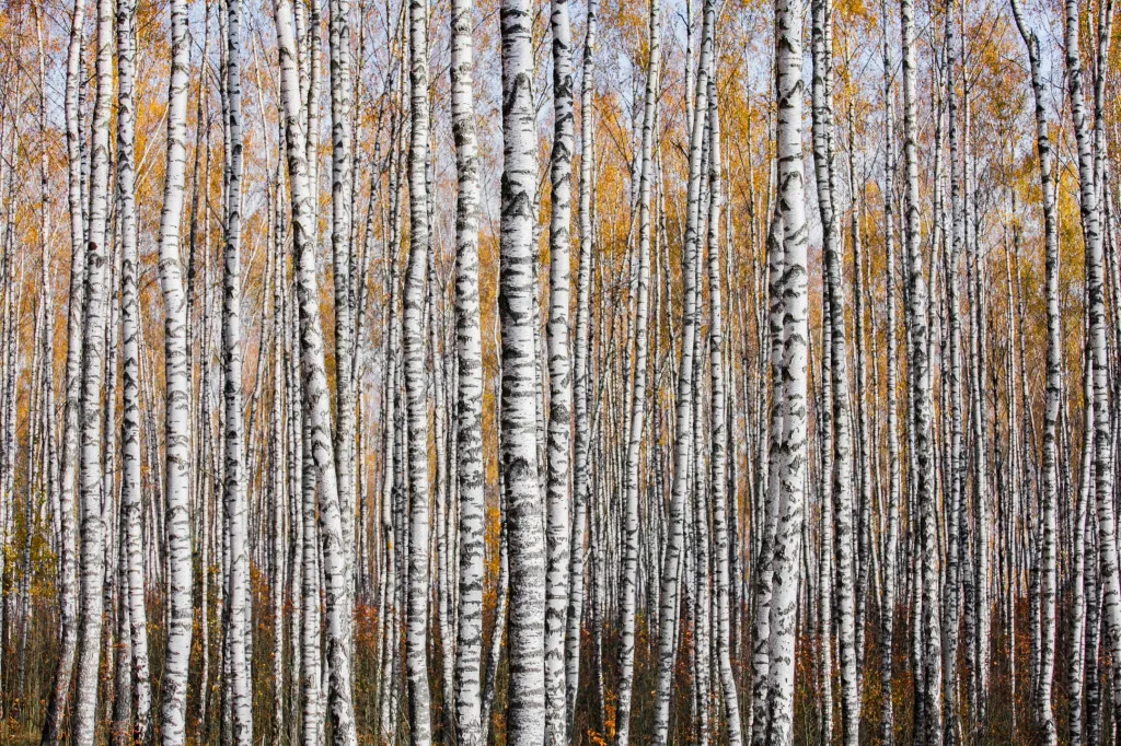 Na druhém místě se umístila fotografie „Autum texture“ fotografa Mikhaila Kapychka