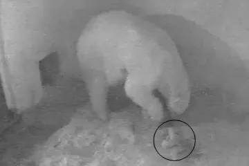 Medvědice Cora v brněnské zoo porodila dvojčata