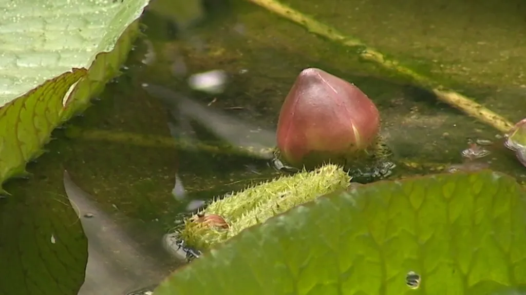 Leknín na olomouckém výstavišti Flora