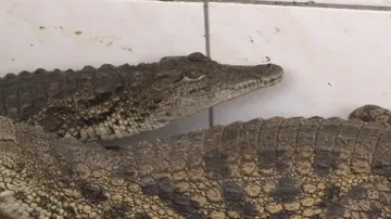 Krokodýlí farma
