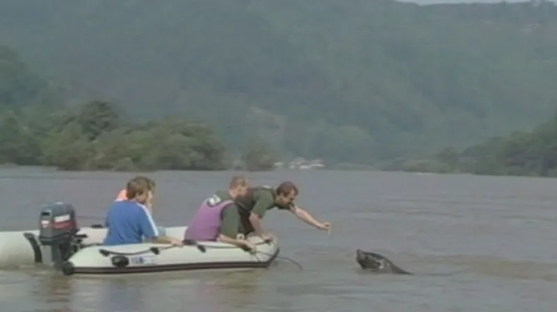 Boj o záchranu lachtana Gastona