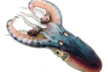 Biologové natočili vzácnou chobotnici se zářivě barevnými chapadly