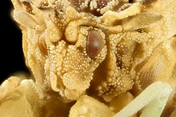 Klimatická změna může ovlivnit barvu hmyzu. Hrozí problémy při páření