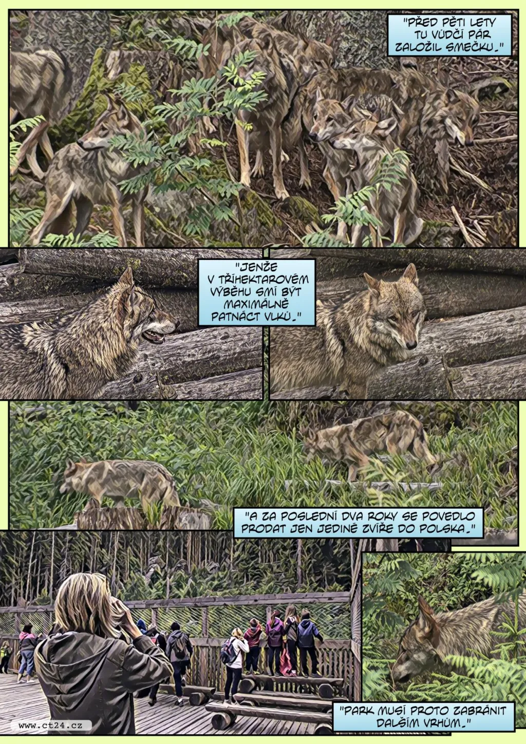 Šumavskou rezervaci trápí přemnožení vlci. I přes podanou antikoncepci dál rodí mláďata