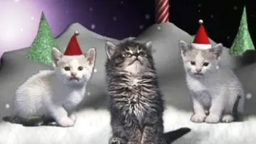 Kočičí koledy