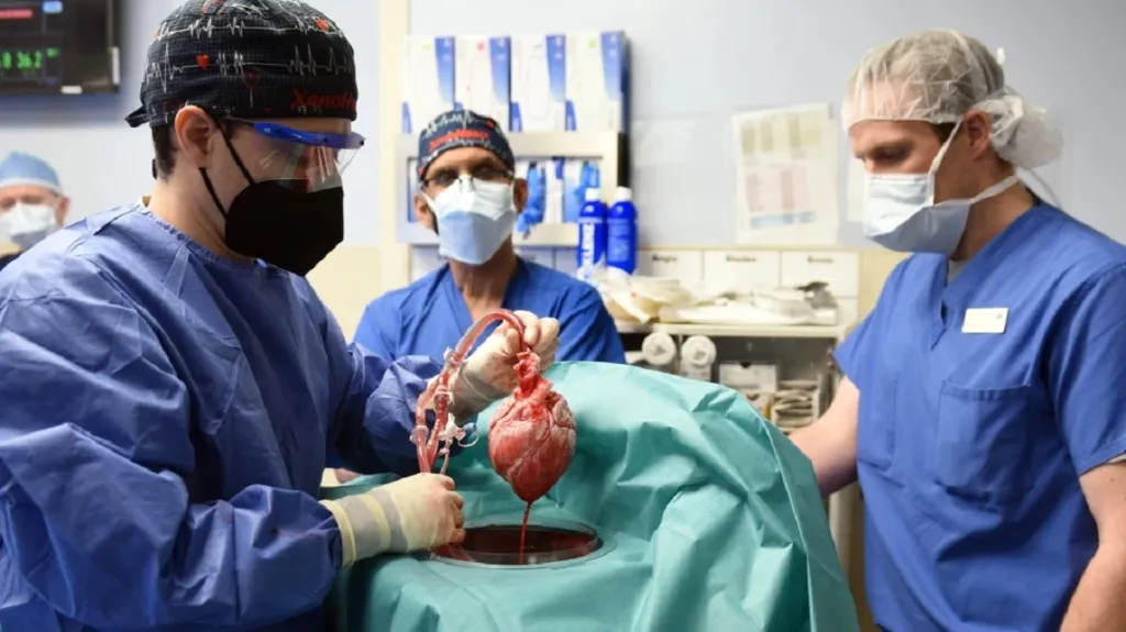 První transplantace prasečího srdce člověku